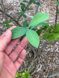 長芋と自然薯の「むかご」＠アグリボルタイクス自然栽培農園 - SUN